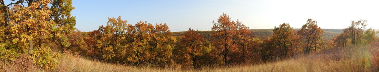 Fototapeta premium Panorama on the autumn forest