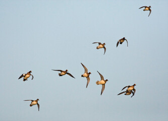 Smient, Eurasian Wigeon, Anas penelope