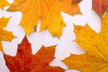 Pattern of autumnal yellow and red big maple leaves. Fall Seasonal Background.