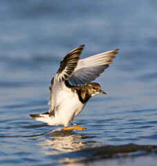 Steenloper, Ruddy Turnstone, Arenaria interpres