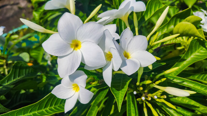 Fototapeta na wymiar white crepe jasmine flower with green leaves