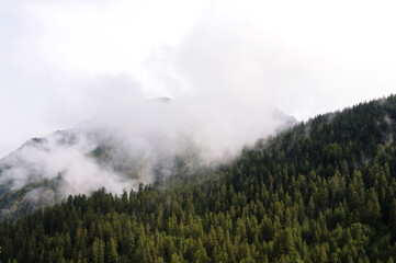 Misty coniferous forest in italian alps, Italy