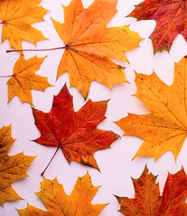 Naklejka na ściany i meble Pattern of autumnal yellow and red big maple leaves. Fall Seasonal Background.