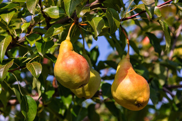Harvesting a pear tree. Sweet and tasty pears in the garden, natural sunlight.