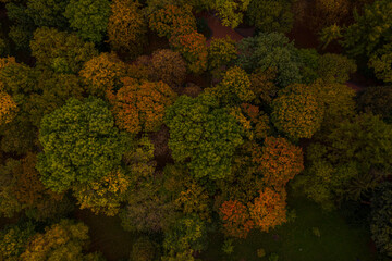 Aerial view on park in autumn from drone