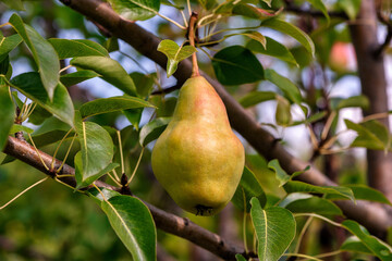 Harvesting a pear tree. Sweet and tasty pears in the garden, natural sunlight.