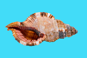 Seashell on a blue background for cutting out an object