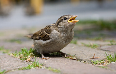 House Sparrow, Huismus, Passer domesticus