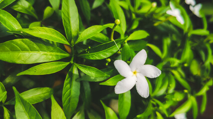 white crepe jasmine flower with green leaves