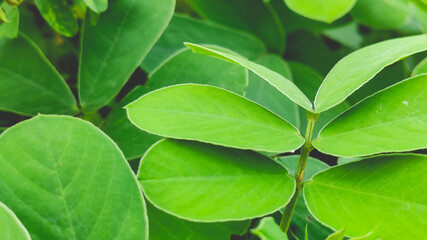 fresh green leafs of flower plant