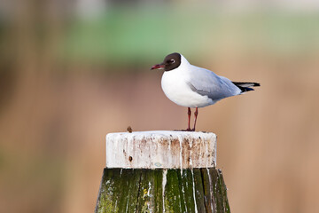 Kokmeeuw, Black-headed Gull, Chroicocephalus ridibundus