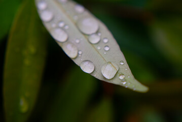 water drops on a leaf