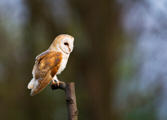 Kerkuil, Barn Owl, Tyto alba