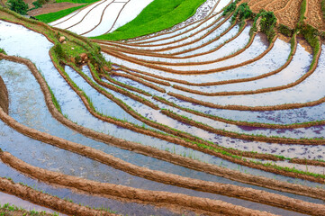 Landscape of terraced rice paddy on rainy season in Mu Cang Chai, Lao Cai province, Vietnam.