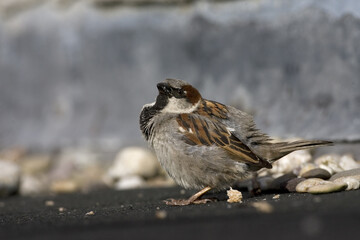 House Sparrow, Huismus, Passer domesticus