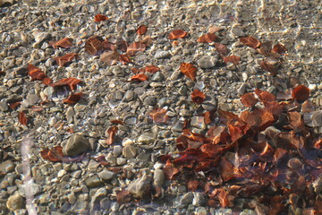 Blätter schwimmen im Fluss auf dem Boden