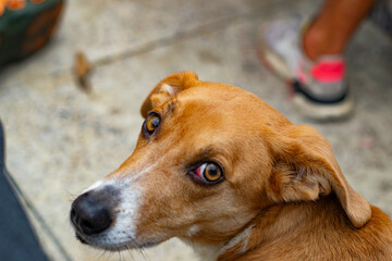 dog