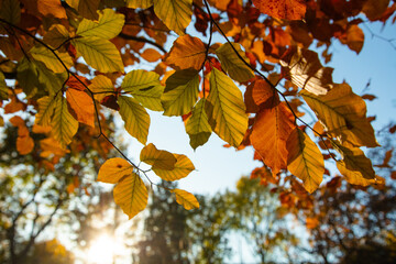 Naklejka na ściany i meble Closeup of colorful autumn leaves on tree