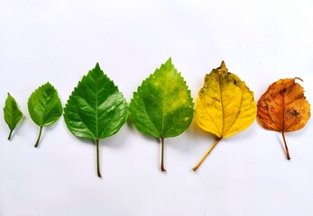 Photo showing Life span of a Hibiscus leaf from birth to death. Scientific Name :Hibiscus...