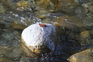 Felsen im Wasser in der wilden Natur in Europa