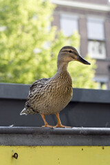 Mallard, Wilde Eend, Anas platyrhynchos