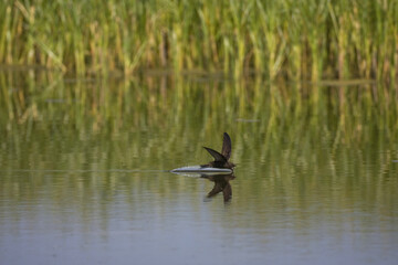 Common Swift, Gierzwaluw, Apus apus