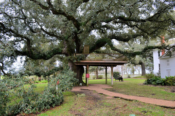 Typical tree house terrace on the big tree in the garden in Richmond, Texas, US
