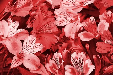 Bouquet von Orchideen ist schön, frisch, leuchtend rot. Blumenhintergrund. © andreyphoto63