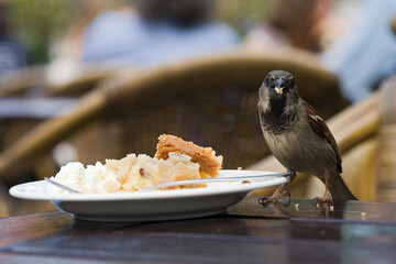 House Sparrow, Huismus, Passer domesticus
