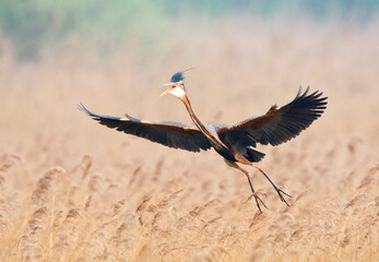 Purperreiger, Purple Heron, Ardea purpurea
