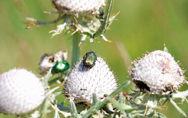 blue bugs on a flower
