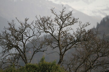 Natur, Landschaft, Herbst, Baum , Blätter , Schweiz, Wald, Reisen, Tourismus, Park , Grün, Travelling, Travel, Autmn, Autnm, Trip, Tourism,Switzerland, forest, tree, landscape, valley Mountain, Berg,