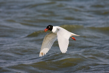 Mediterranean Gull, Zwartkopmeeuw, Larus melanocephalus