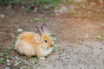 Brown rabbit sit on lawn.