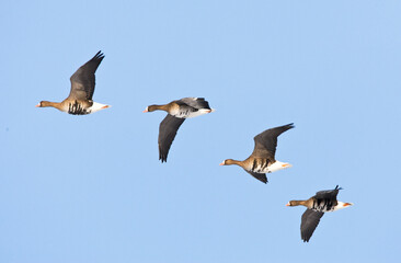 Kolgans, Greater White-fronted Goose, Anser albifrons