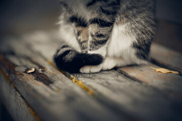 Homeless cat is sitting on a bench. Cat paws close-up.