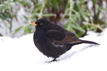 Merel, European Blackbird, Turdus merula