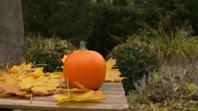 Pumpking and muple leaves on a table in a garden