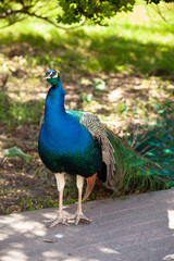 Fototapeta premium peacock in the park outdoors