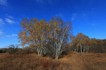 Birch forest in hot spring park of Keshiketeng World Geopark, Inner Mongolia