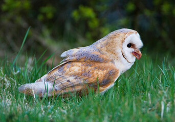 Kerkuil, Barn Owl, Tyto alba