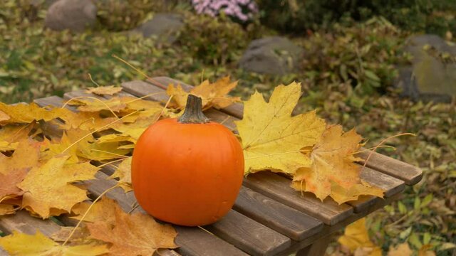 Pumpking and muple leaves on a table in a garden