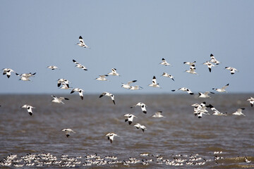 Kluut, Pied Avocet, Recurvirostra avosetta