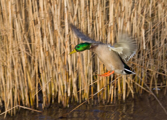 Wilde Eend, Mallard, Anas platyrhynchos