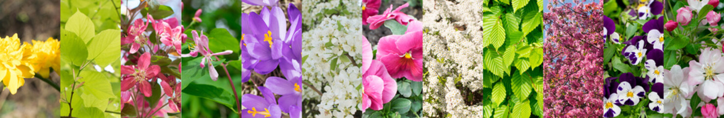Spring Flowers Collage, Various Flower Collection, Blooming Trees