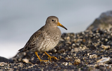 Purple Sandpiper, Paarse Strandloper, Calidris maritima