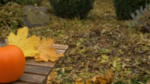 Pumpking and muple leaves on a table in a garden