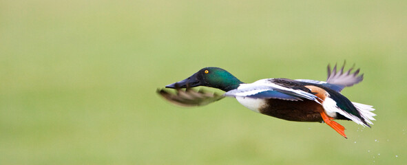 Slobeend, Northern Shoveler, Anas clypeata