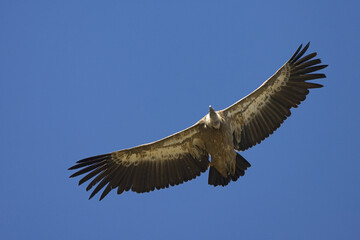 Griffon Vulture, Vale Gier, Gyps fulvus