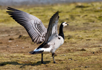 Barnacle Goose, Brandgans, Branta leucopsis